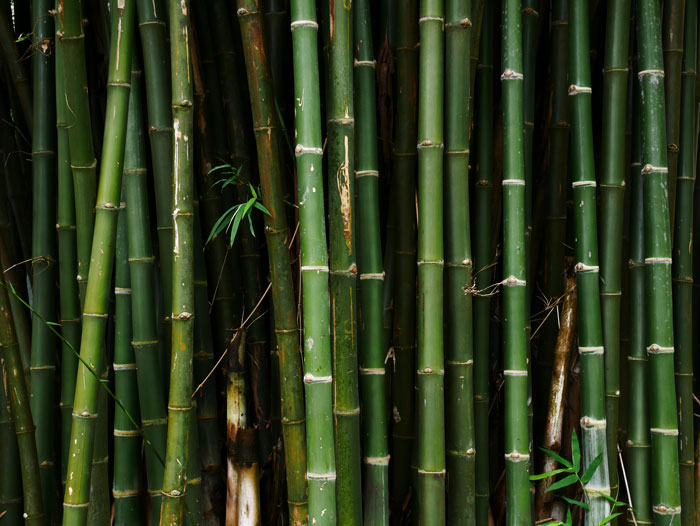 Close-up of green bamboo stalks symbolizing revenge by plaguing perpetrator's garden in domestic violence escape story. Close-up of green bamboo stalks symbolizing revenge by plaguing perpetrator's garden in domestic violence escape story.