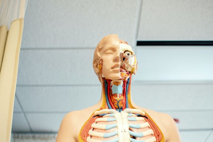 Anatomical model showing human organs and skeleton, illustrating bizarre beliefs contradicted by actual science myths.