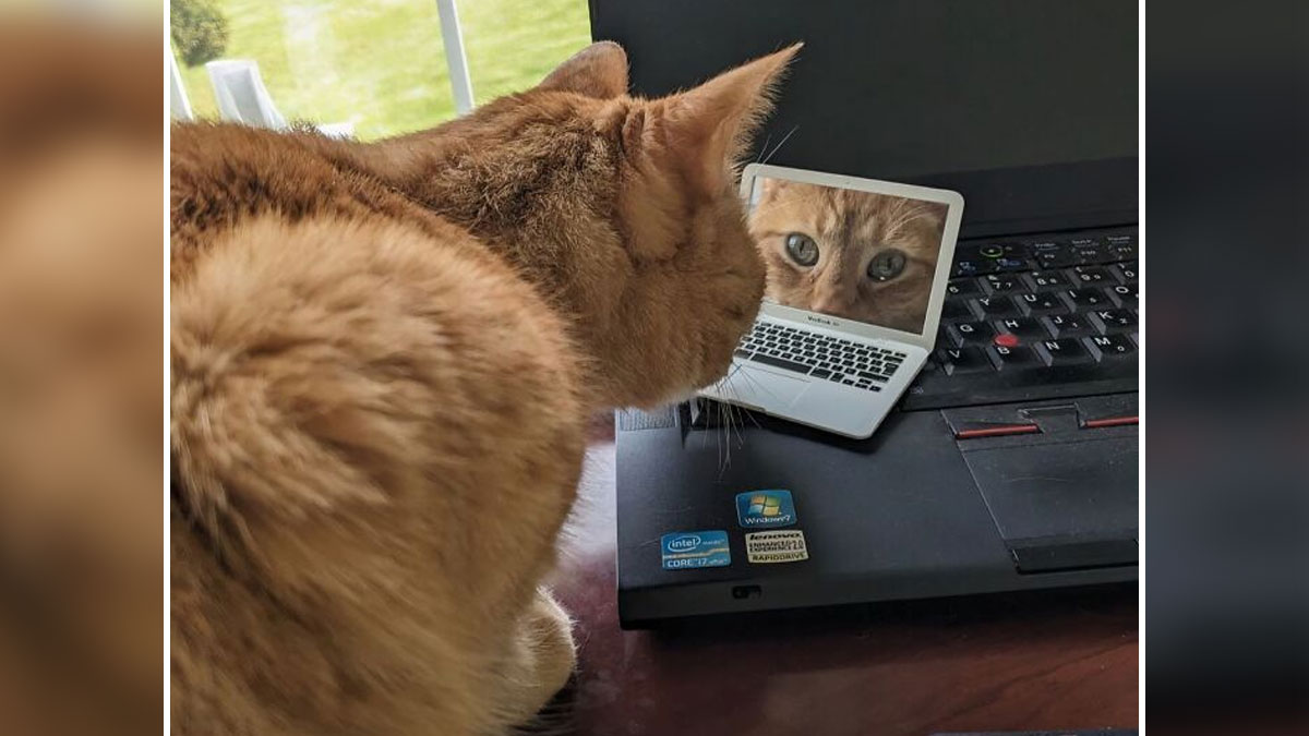 Orange cat looking at a mini laptop screen showing its face, a playful novelty find for a dopamine hit.