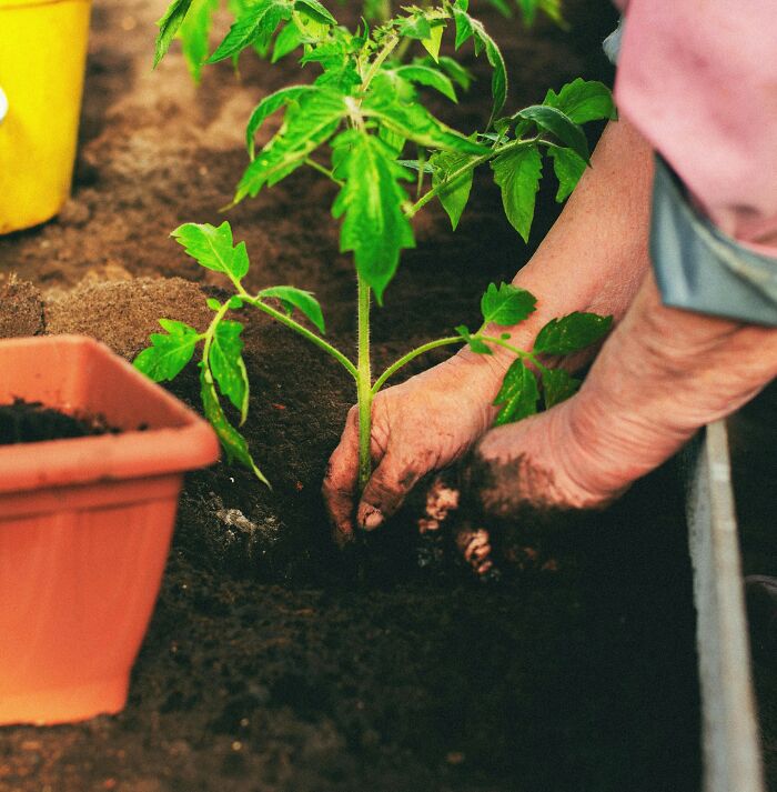 Hands planting a young green plant in soil, illustrating scientists share use bodies donated science concept.