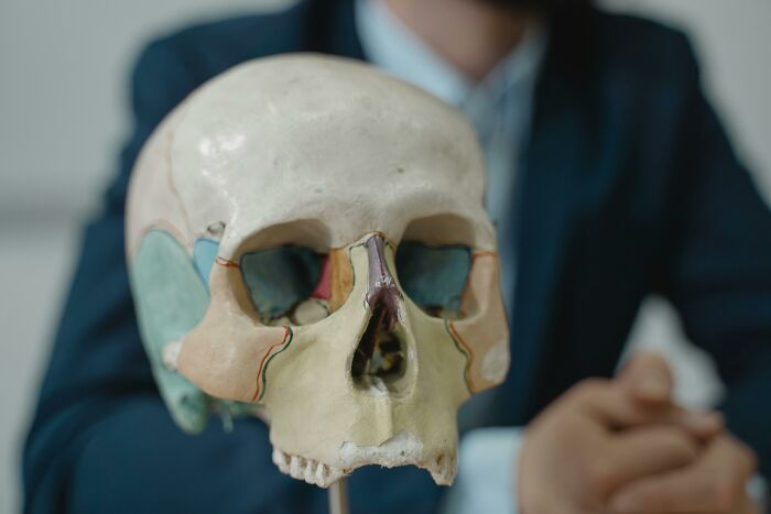Human skull model with painted sections held by scientists sharing bodies donated for science research and study.