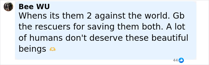 Comment praising the loyalty of two stray pups and thanking rescuers for saving them both. Comment praising the loyalty of two stray pups and thanking rescuers for saving them both.