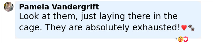 Two loyal stray pups lying close together inside a cage, exhausted but refusing to be separated. Two loyal stray pups lying close together inside a cage, exhausted but refusing to be separated.