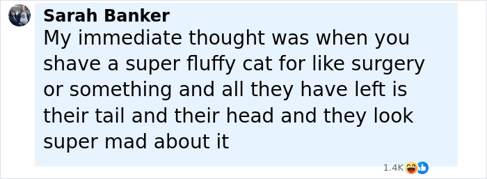 Comment from Sarah Banker comparing a shaved fluffy cat to post-surgery appearance, expressing amusement and surprise. Comment from Sarah Banker comparing a shaved fluffy cat to post-surgery appearance, expressing amusement and surprise.