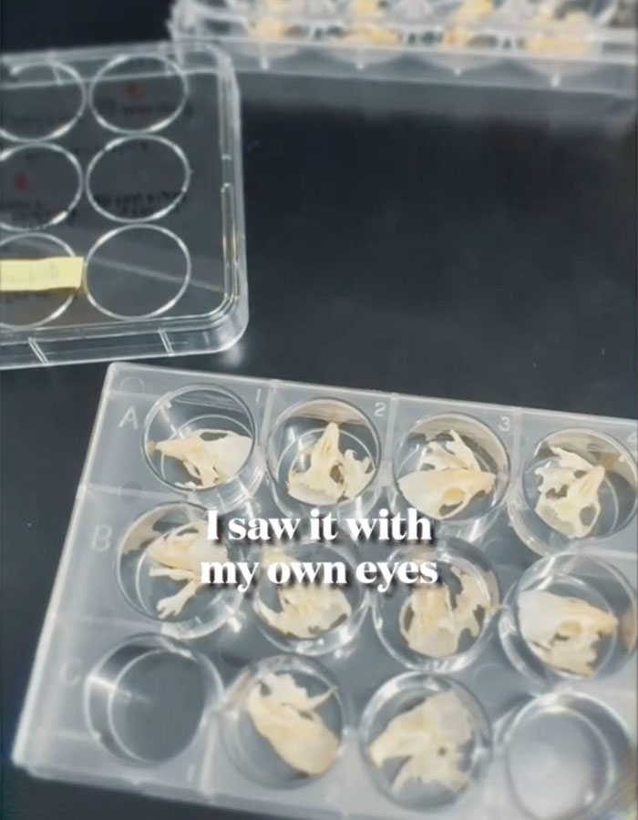 Plastic lab tray with small tooth samples arranged in wells, highlighting tooth regrowth by scientists breakthrough research. Plastic lab tray with small tooth samples arranged in wells, highlighting tooth regrowth by scientists breakthrough research.