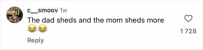 Comment on social media about Golden Retriever and German Shepherd mix puppies, highlighting shedding by mom and dad. Comment on social media about Golden Retriever and German Shepherd mix puppies, highlighting shedding by mom and dad.