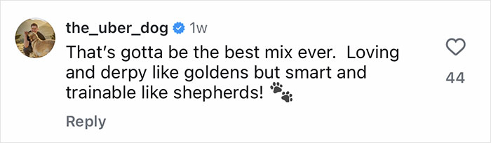Comment praising the Golden Shepherd puppies as the best mix, loving like Goldens and smart like Shepherds. Comment praising the Golden Shepherd puppies as the best mix, loving like Goldens and smart like Shepherds.