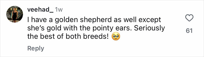 Comment praising golden shepherd puppies for combining the best traits of Golden Retriever and German Shepherd breeds. Comment praising golden shepherd puppies for combining the best traits of Golden Retriever and German Shepherd breeds.