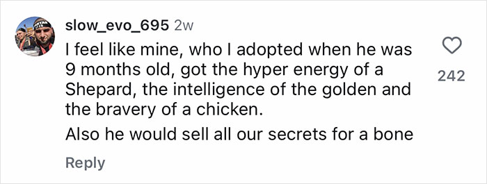 Comment describing a Golden Shepherd puppy’s energy, intelligence, and bravery with a humorous twist. Comment describing a Golden Shepherd puppy’s energy, intelligence, and bravery with a humorous twist.