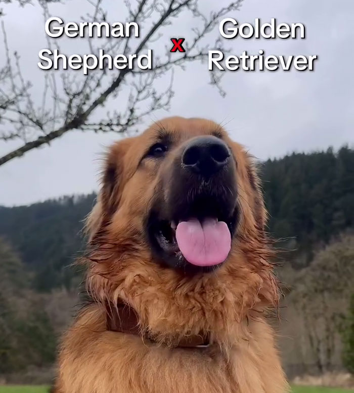 Golden Shepherd dog with a mix of Golden Retriever and German Shepherd features sitting outdoors with tongue out. Golden Shepherd dog with a mix of Golden Retriever and German Shepherd features sitting outdoors with tongue out.