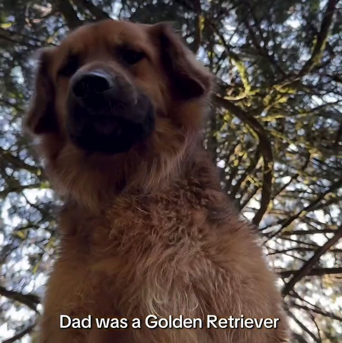 Golden Shepherd dog looked up with tree branches and sky in the background on a sunny day outdoors. Golden Shepherd dog looked up with tree branches and sky in the background on a sunny day outdoors.