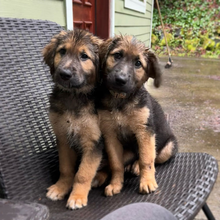 Two adorable Golden Shepherd puppies sitting closely together on a wicker chair outdoors on a rainy day. Two adorable Golden Shepherd puppies sitting closely together on a wicker chair outdoors on a rainy day.