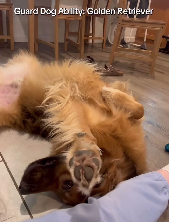 Golden Shepherd puppy lying on the floor showing paw, indoor scene with wooden chairs and floorboards. Golden Shepherd puppy lying on the floor showing paw, indoor scene with wooden chairs and floorboards.