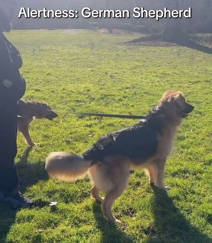 Golden Shepherd dog standing alert on grass with a person holding its leash in a sunny outdoor setting. Golden Shepherd dog standing alert on grass with a person holding its leash in a sunny outdoor setting.