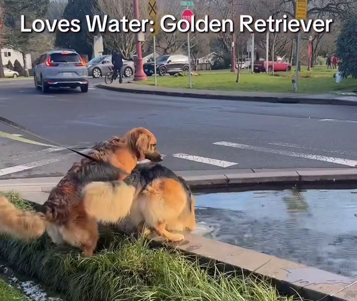 Golden Retriever and German Shepherd puppies playing near water on a sunny day in an urban park setting Golden Retriever and German Shepherd puppies playing near water on a sunny day in an urban park setting
