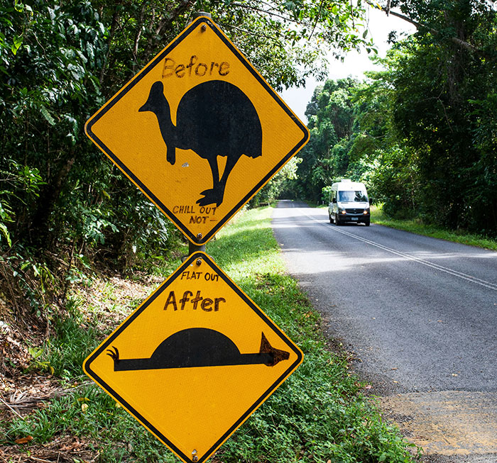 Humorous road signs showing a chicken before and after, near a road with a white van approaching, Florida woman attack context. Humorous road signs showing a chicken before and after, near a road with a white van approaching, Florida woman attack context.