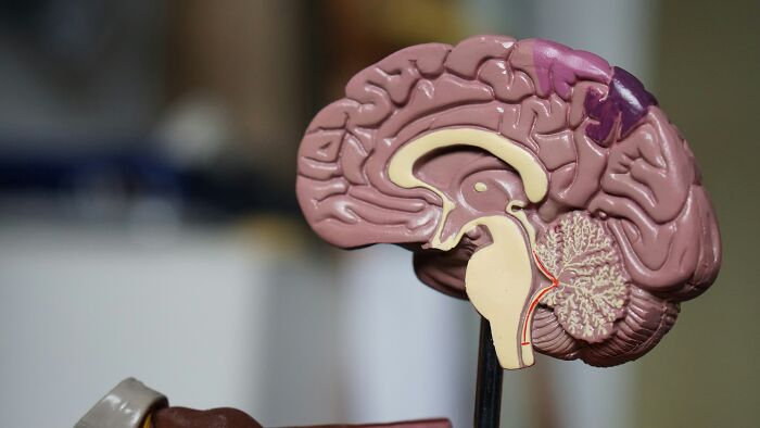 Model of a human brain showing detailed anatomy, illustrating bizarre beliefs about brain science myths busted by research.