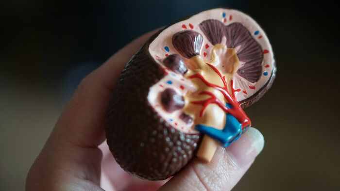 Hand holding detailed kidney model illustrating anatomy for bizarre beliefs about health myth busted by actual science.