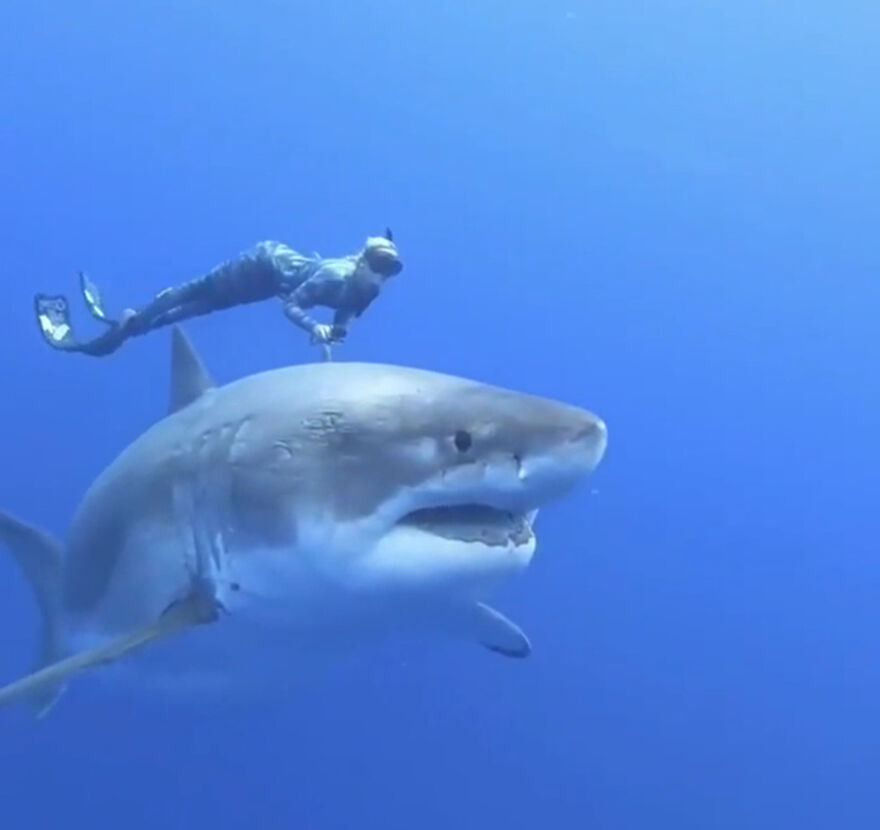 A diver swimming closely above a great white shark underwater showing the scary side of nature.