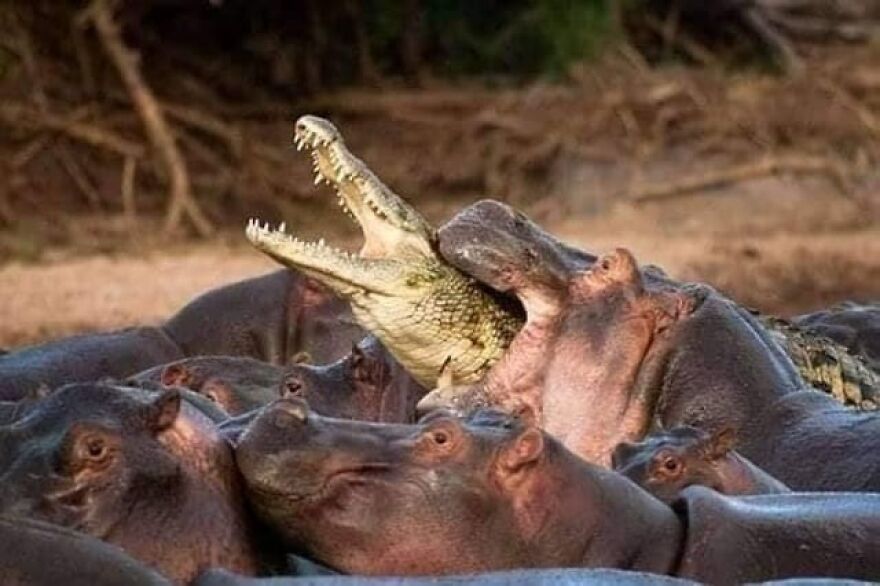 A crocodile with its jaws open among a group of hippos, showcasing a scary moment in nature.