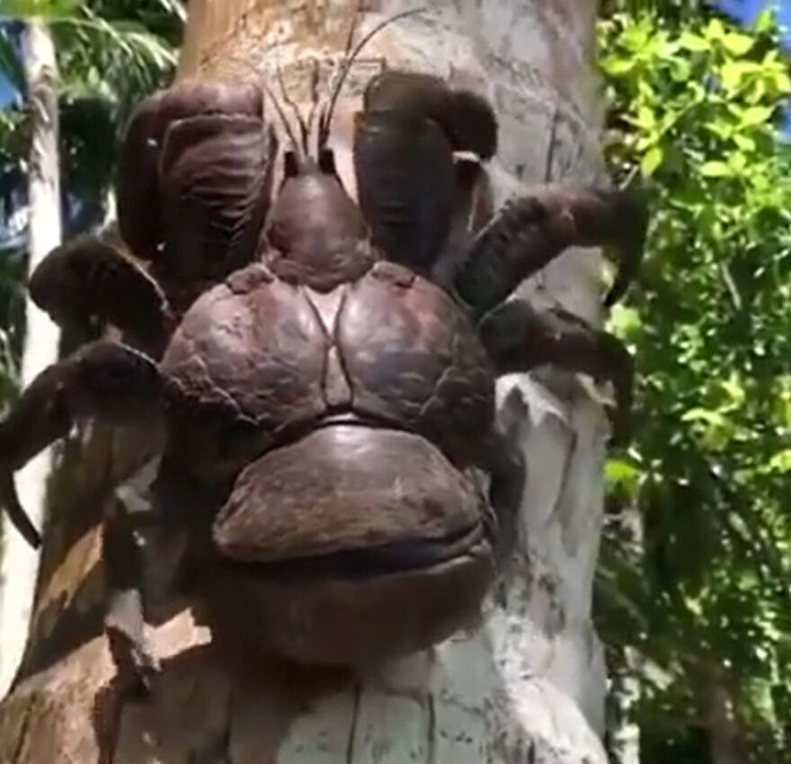 Close-up of a large crab climbing a tree trunk in nature, showcasing a scary natural creature in a forest setting.