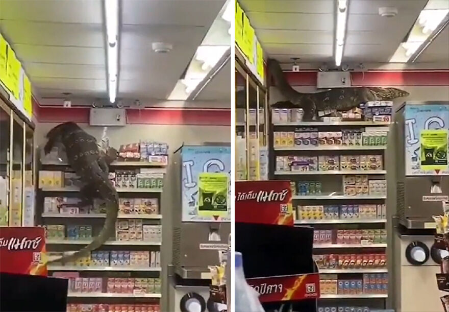 Large monitor lizard climbing shelves inside a convenience store, surprising shoppers with a sudden nature encounter.