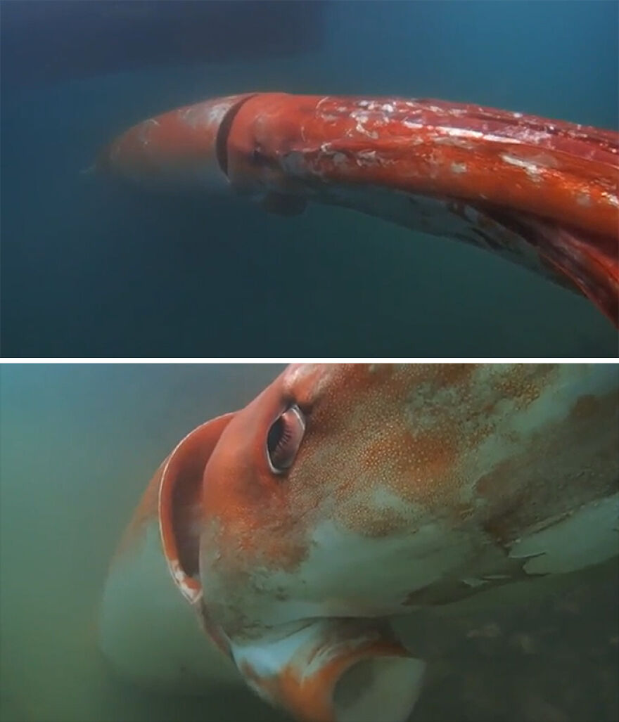 Giant squid underwater displaying its tentacles and large eye in a nature encounter that makes people say nope.