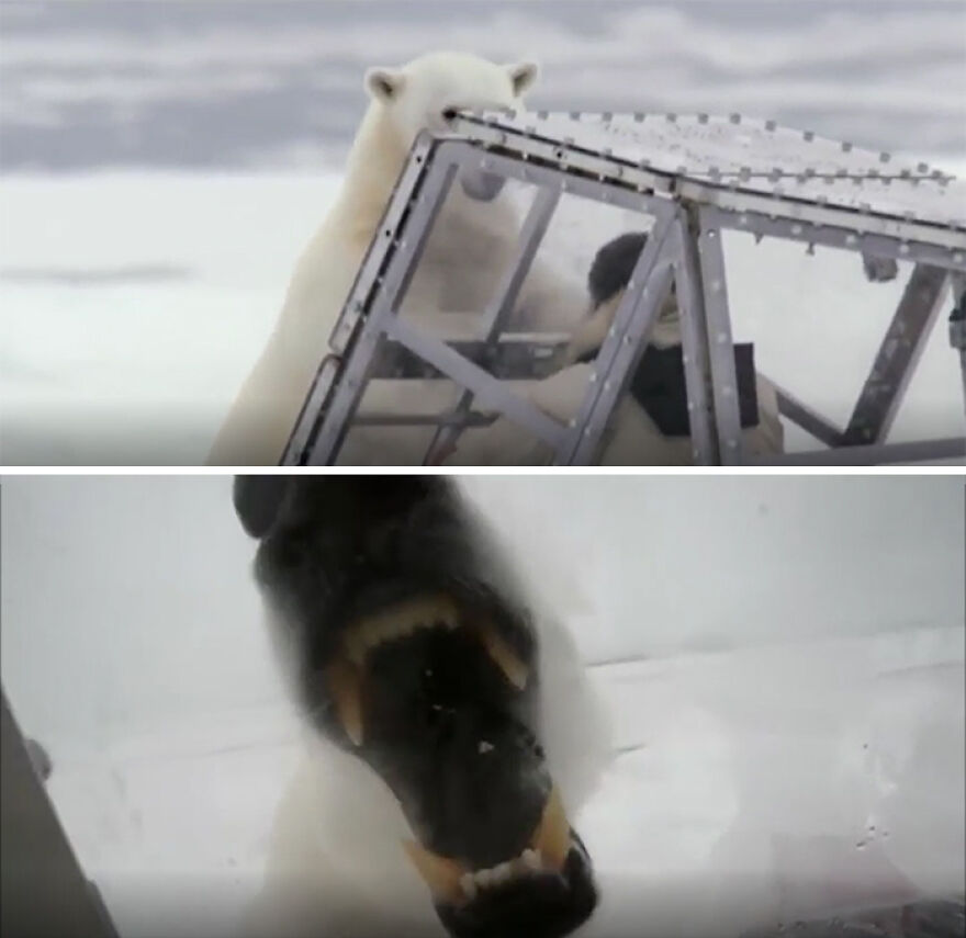 Polar bear encounters captured in close-up showing scary moments in nature that made people react with fear.
