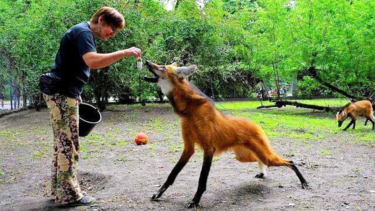 Person feeding a curious wild animal in a natural setting, highlighting moments when nature made people go nope.