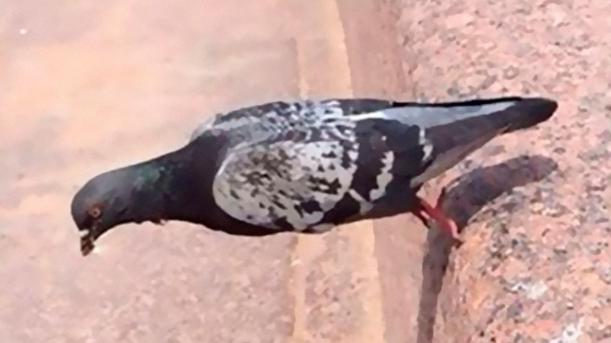 A pigeon bending downward at an awkward angle on a ledge, one of the cursed images so unhinged.