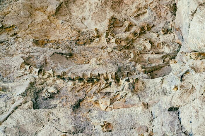 Fossilized dinosaur bones embedded in rock showcasing crazy but real historical events in paleontology.