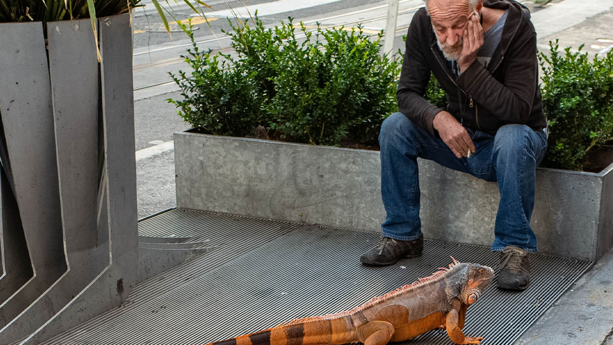 Elderly man sitting on a bench on the street observing a large iguana walking on the sidewalk in a random street scene.