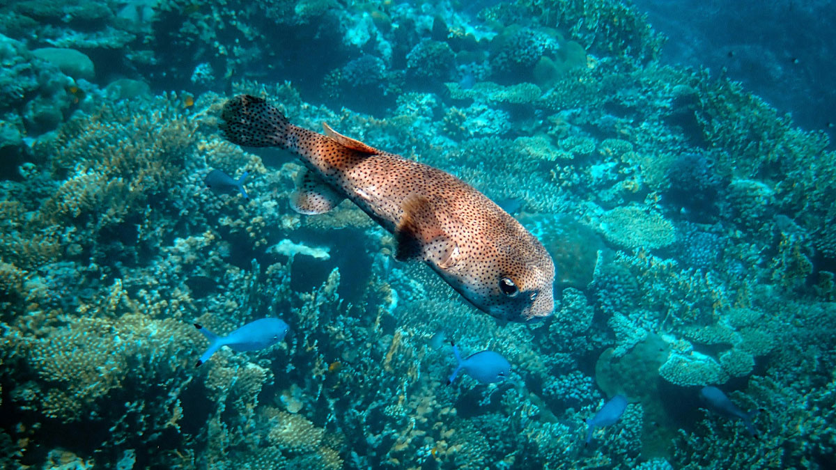 Spotted pufferfish swimming over a coral reef, showcasing the science behind the craziest animal facts underwater.