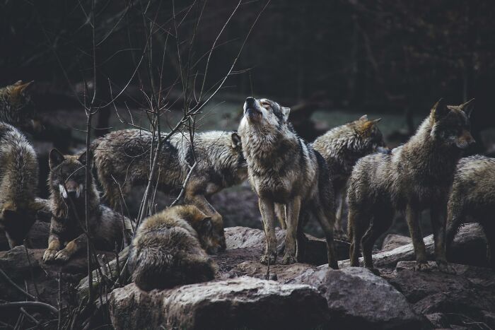 A pack of wolves standing and resting on rocky terrain in a dark forest, illustrating bizarre beliefs debunked by actual science.