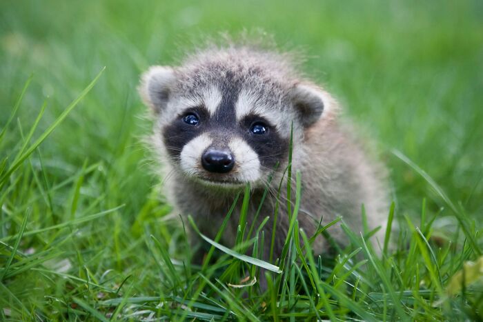 Baby raccoon sitting in green grass, highlighting common misunderstood facts and debunked lies people that believe about nature.