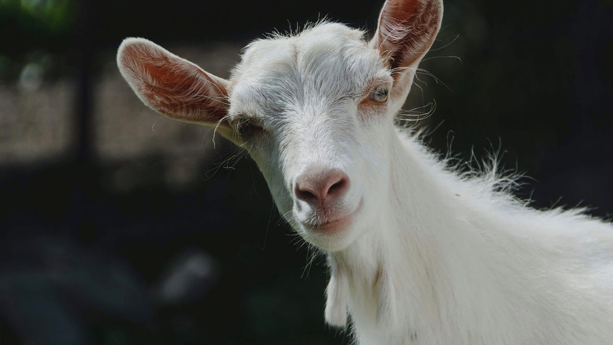 Close-up of a white goat with one eye closed, representing unusual sights truckers share from the road.