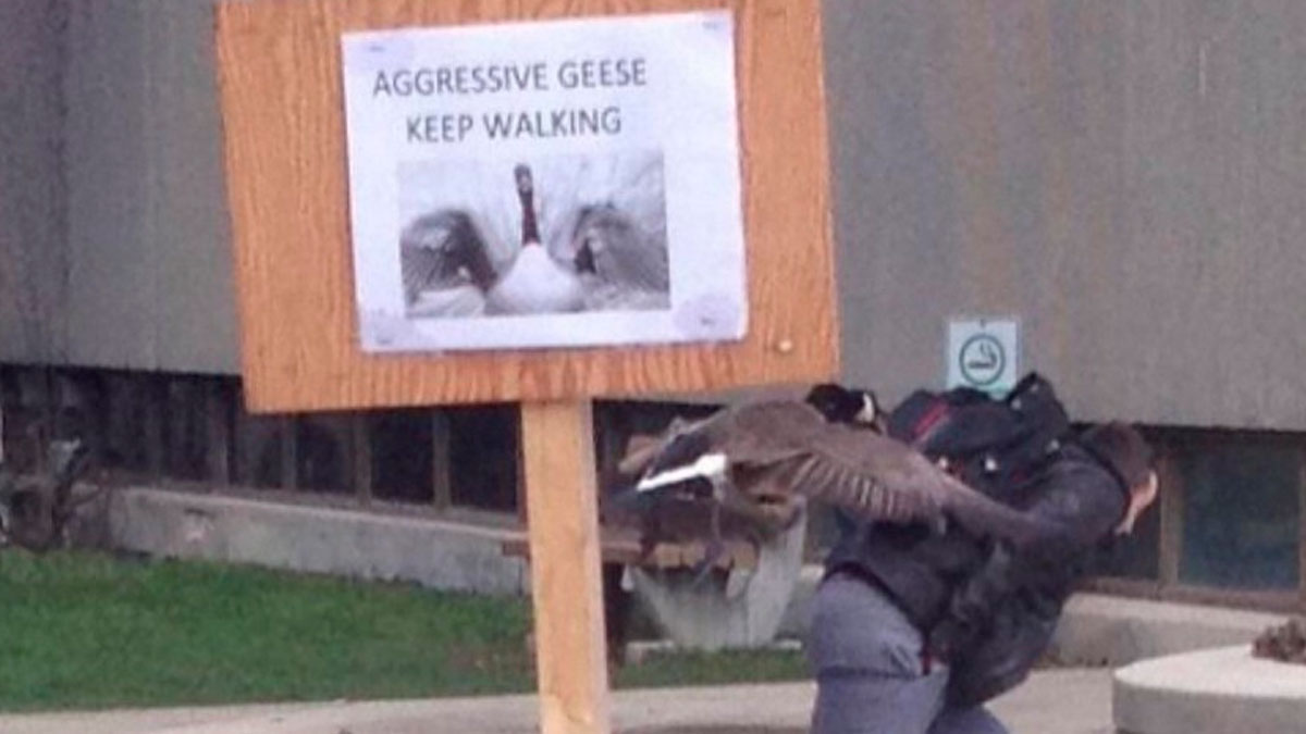 Person bending over as a goose attacks near a sign warning about aggressive geese in an awkward photo moment.