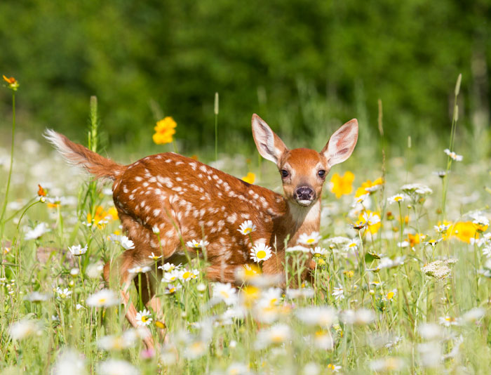 Fawn standing in a wildflower meadow, representing the theme of very rare boy names for stand-out babies.