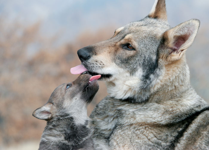 Adult dog and puppy touching tongues, symbolizing the bond between very rare boy names for stand-out babies.