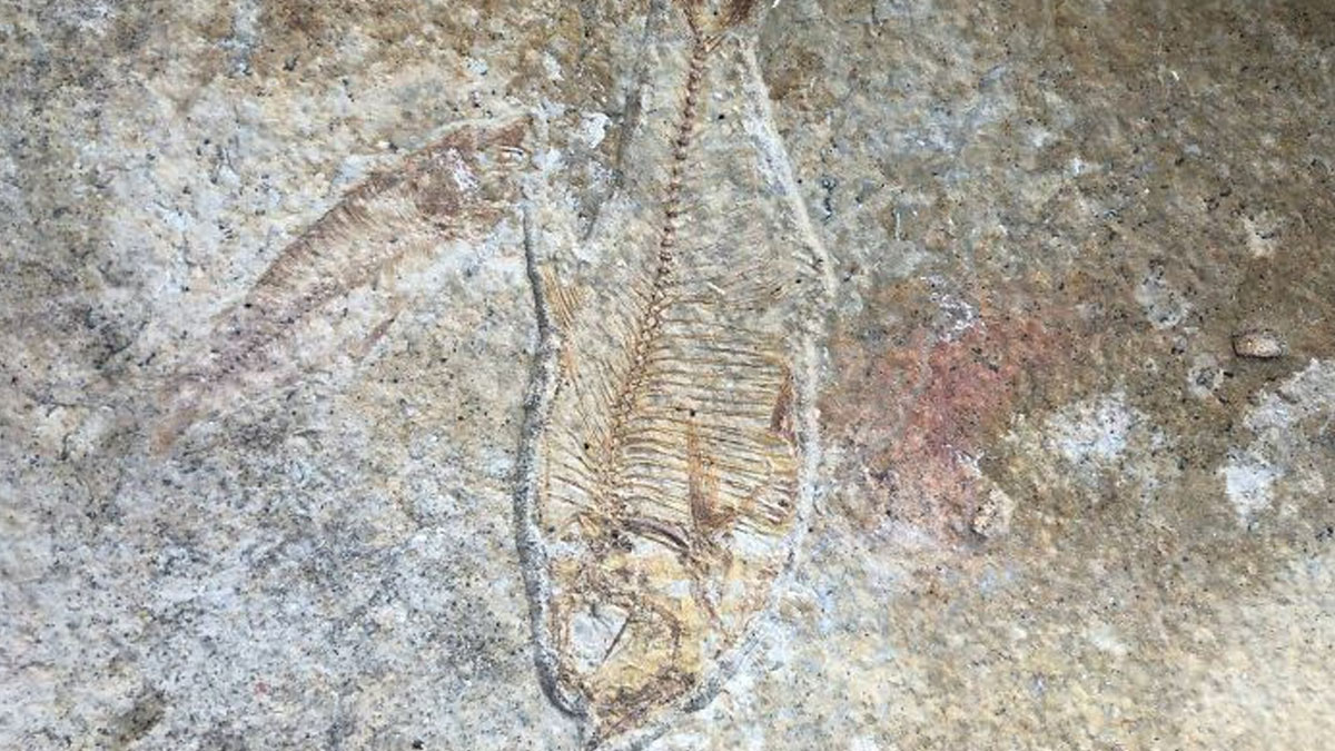 Fossil embedded in a stone surface, resembling a fish, discovered under old floor boards in a home renovation.