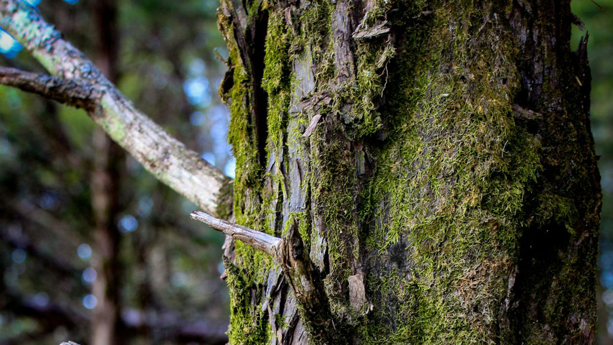 Close-up of a moss-covered tree trunk and branches in a dense forest for survival tips content.