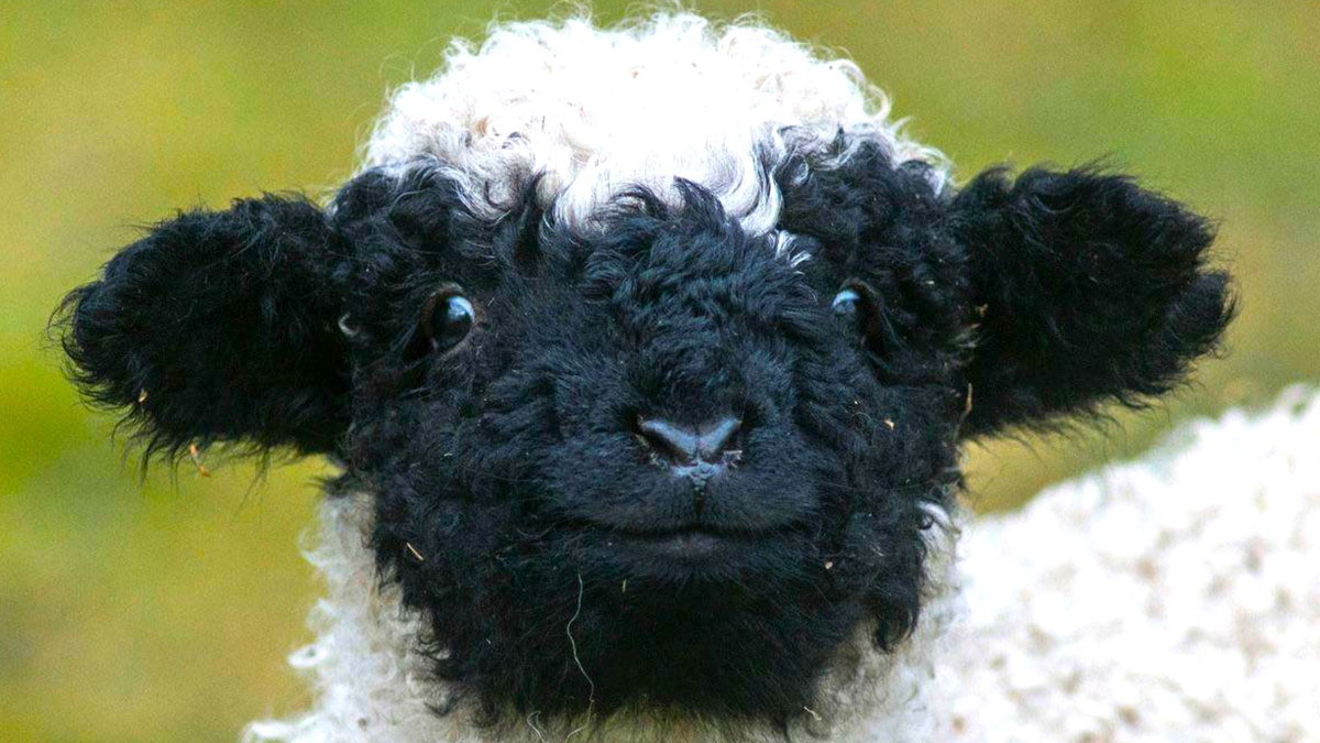 Close-up of an adorable black and white lamb with curly wool outdoors in a nature setting for animal pics