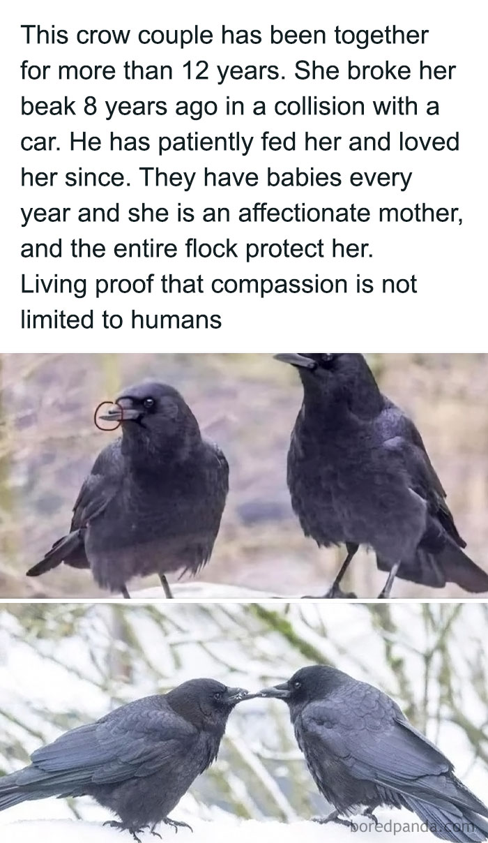 Crow couple showing compassion, love, and affection, inspiring very important positivity in nature’s bond and care. Crow couple showing compassion, love, and affection, inspiring very important positivity in nature’s bond and care.
