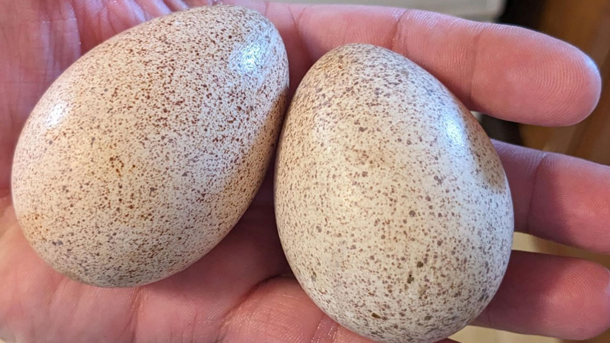 Two speckled turkey eggs held in a person's hand, showcasing the unique size and texture of turkey eggs.