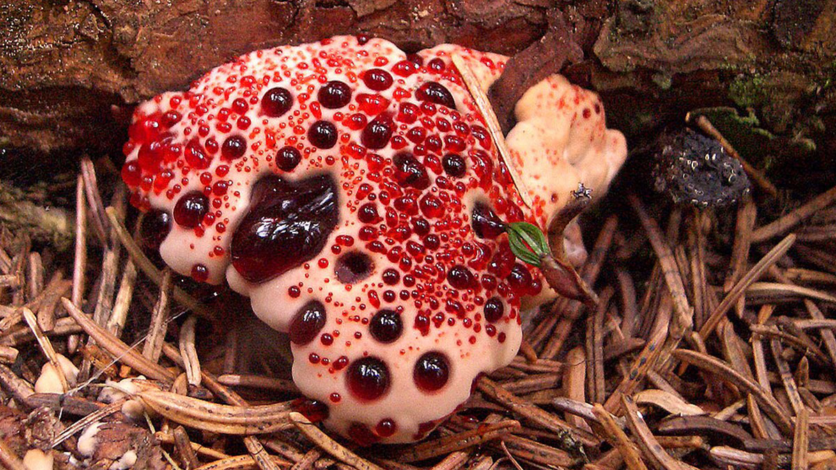Unique fungi with red, jelly-like droplets growing on a forest floor, showcasing one of the weirdest and most wonderful fungi.