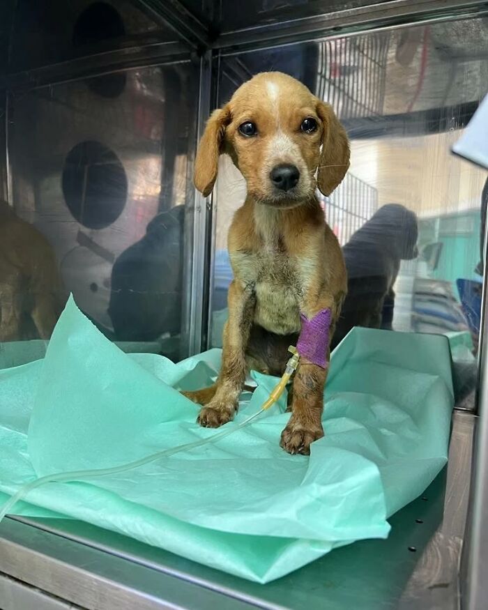 Sick puppy receiving medical care at Serbia&rsquo;s largest animal shelter cared for by a small dedicated team.