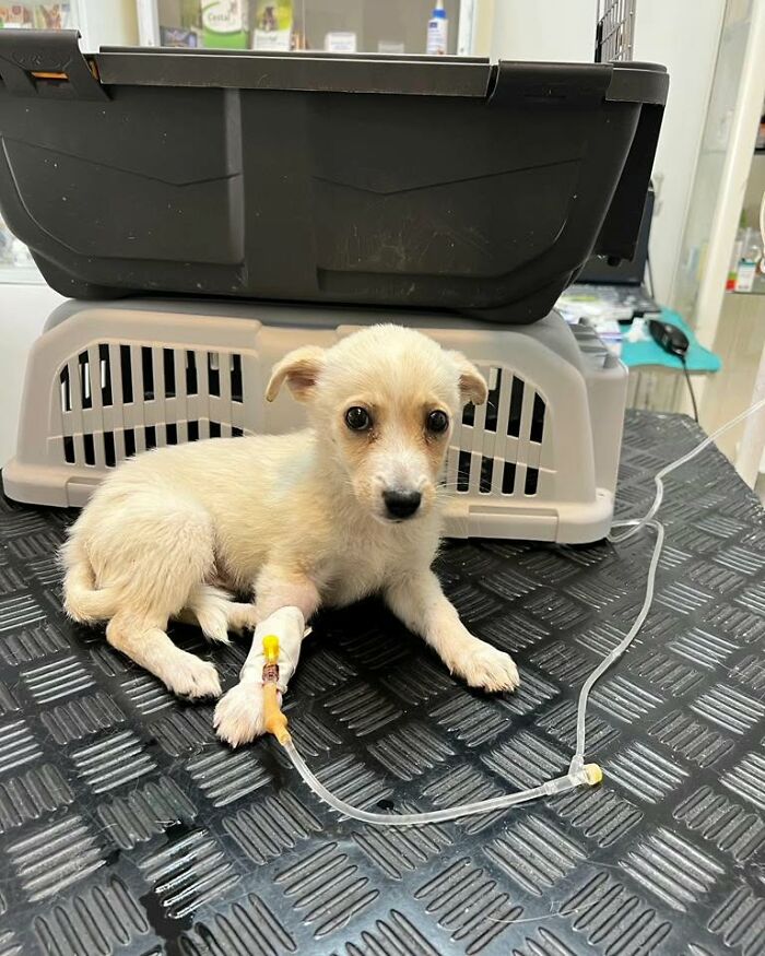 Small team caring for rescued puppy with IV treatment in Serbia&rsquo;s largest animal shelter environment.