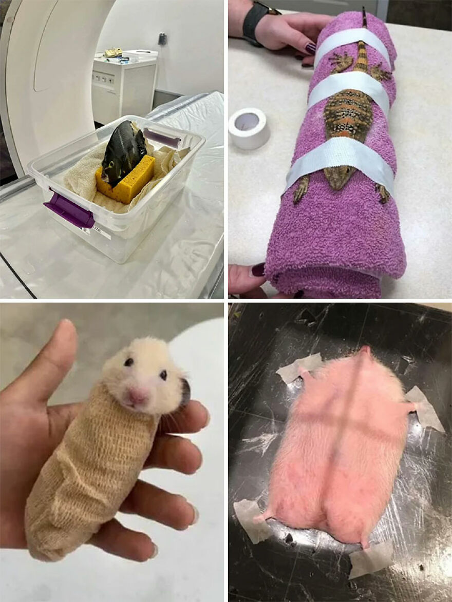 Collage of unusual animal care and preservation methods featured in interesting online community posts.