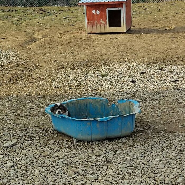Small dog resting in a worn blue plastic tub in an outdoor area of Serbia’s largest animal shelter. Small dog resting in a worn blue plastic tub in an outdoor area of Serbia’s largest animal shelter.