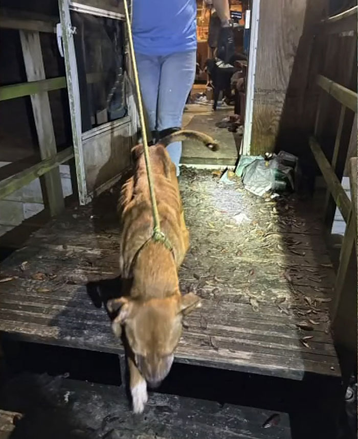 Emaciated dog on a leash being led out of a dark wooden porch by a person in jeans, highlighting Florida abandonment case. Emaciated dog on a leash being led out of a dark wooden porch by a person in jeans, highlighting Florida abandonment case.